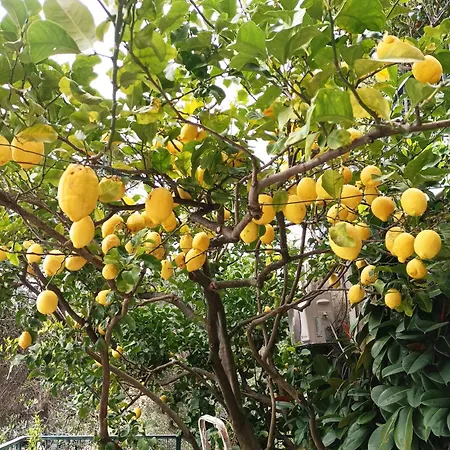 Апартаменты Lemon Monterosso - 5 Terre Монтероссо-аль-Маре